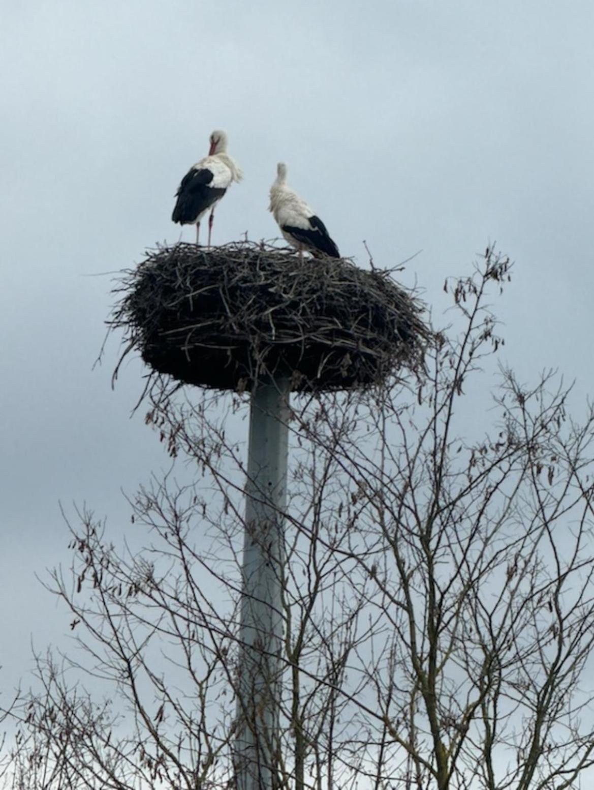 Ferienhaus Hoffmann Am Rheinbogen Altlussheim Buitenkant foto